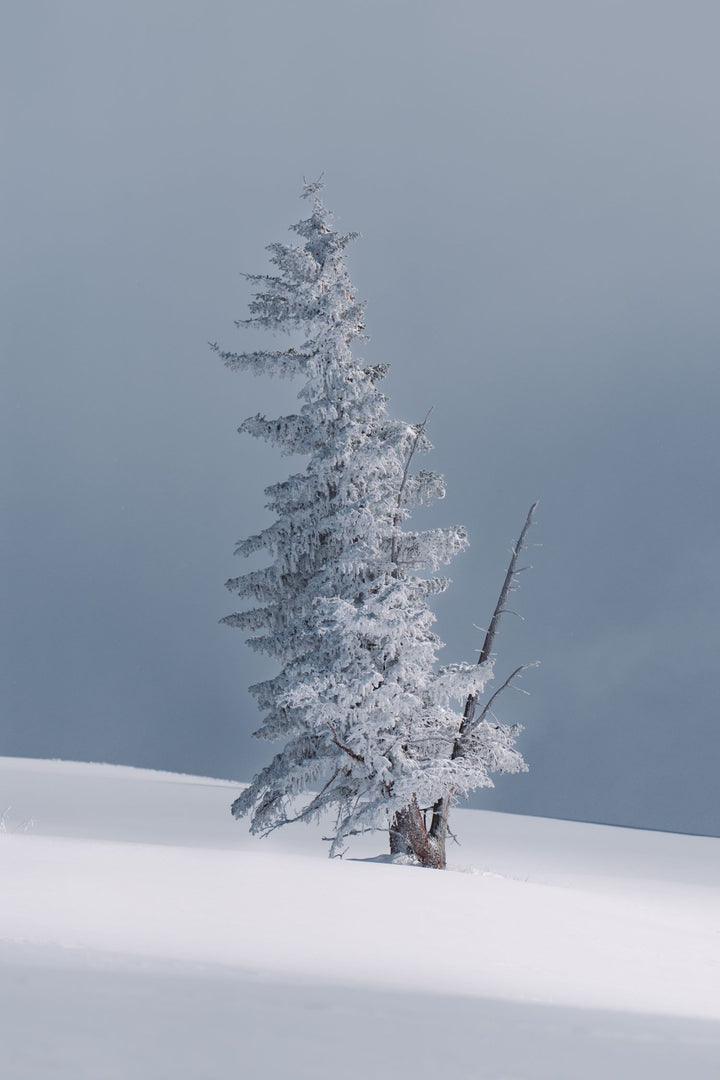 pine tree in the snow photo