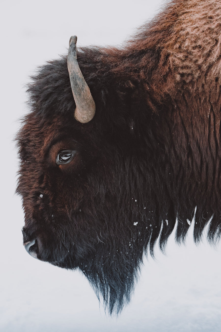 Bison photo in snow